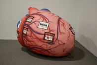 医学の活動の表示を教えるための膨脹可能な人間の臓器の巨大な頭脳の中心の肺