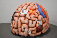 医学の活動の表示を教えるための膨脹可能な人間の臓器の巨大な頭脳の中心の肺