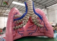 肉-医学の調査のための着色された爆発のシミュレーションの肺モデル器官ショーのテント